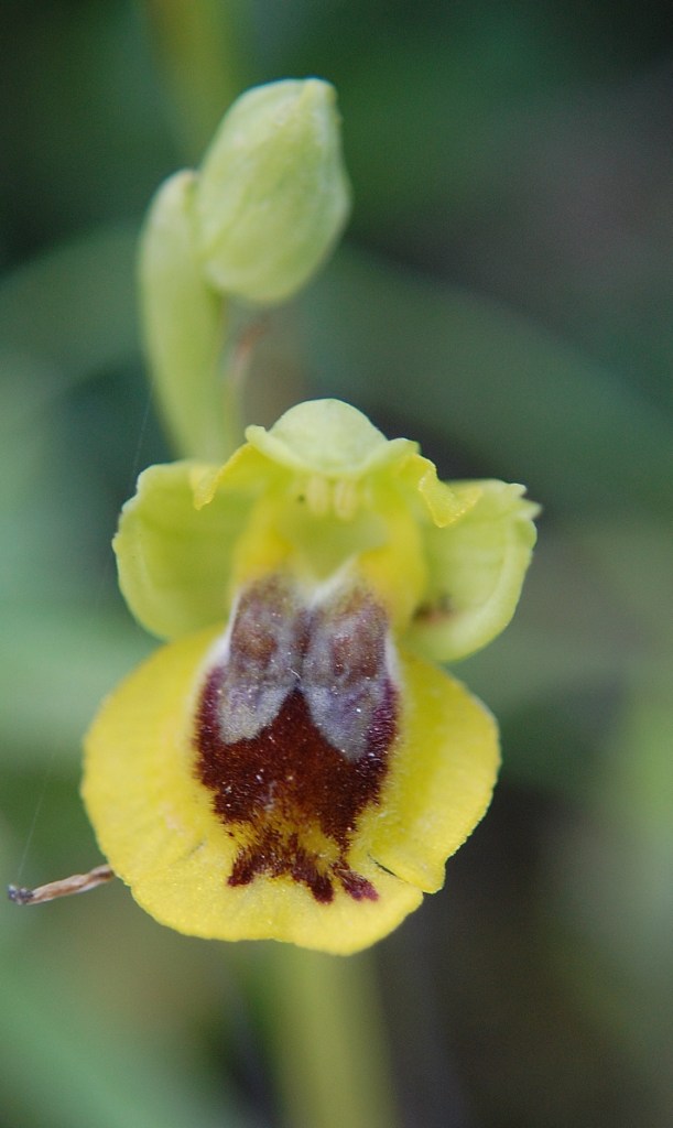 Ophrys sicula o lutea?